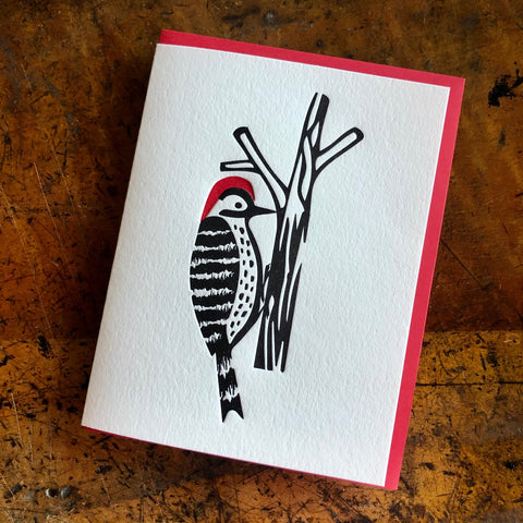 Woodpecker, Red-Bellied