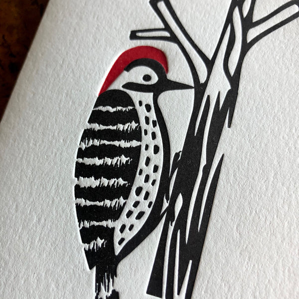 Woodpecker, Red-Bellied